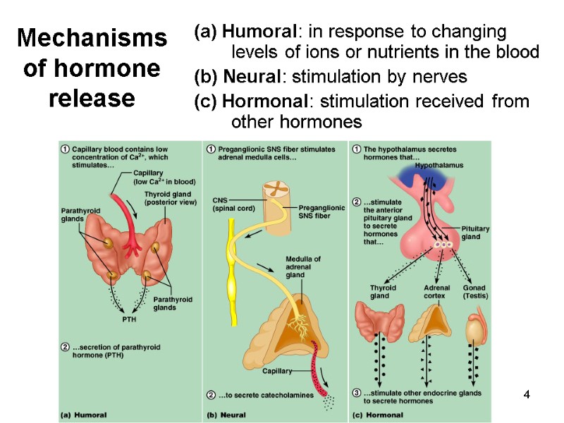 4 Mechanisms of hormone release (a) Humoral: in response to changing levels of ions